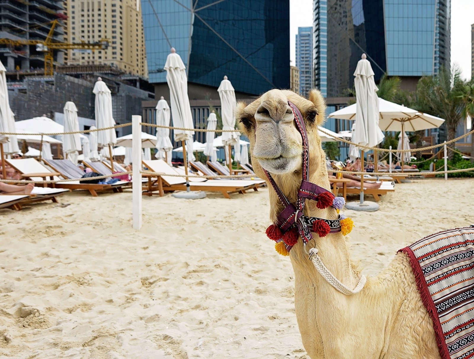 camel on a beach in Dubai